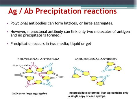 Antigen Antibody Precipitation Reaction