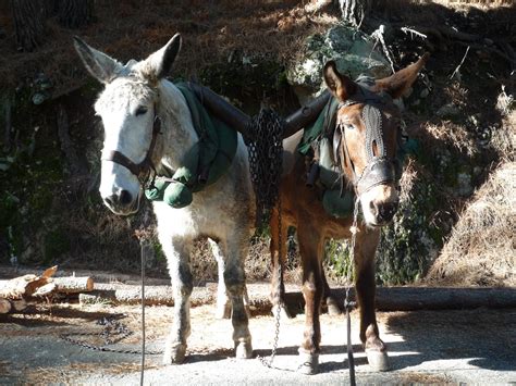 Gente Lombriz: Gloria eterna a las mulas