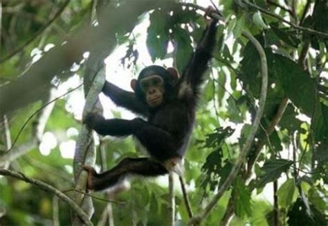 R Sultat De Recherche D Images Pour Singe Arbre Photos Singe