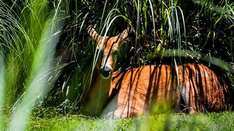 Visit the Temaikén Biopark | miBsAs.com