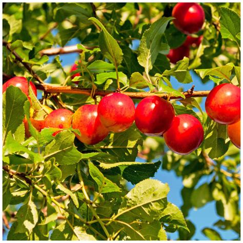 5 Cherry Plum Trees Prunus Cerasifera Myrobalan 40 60cm Tall