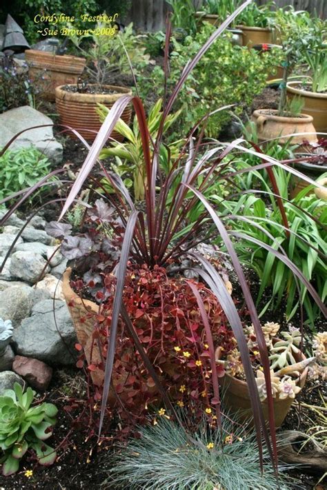 PlantFiles Pictures Cordyline Cabbage Palm Cabbage Tree Ti Kouka