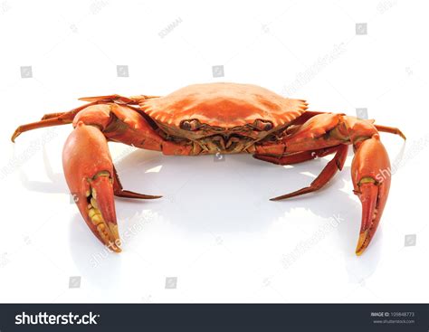 Crab Stock Photo 109848773 Shutterstock