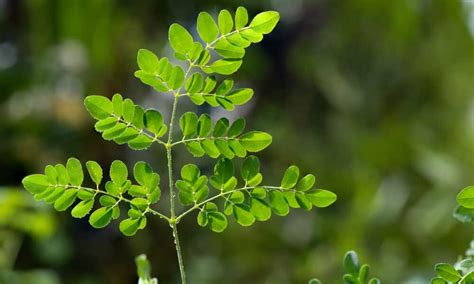 Confira 5 motivos para utilizar a planta moringa como remédio medicinal