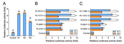 Detection Of Promoter Activity By Dual Luciferase Reporter Assay A Download Scientific