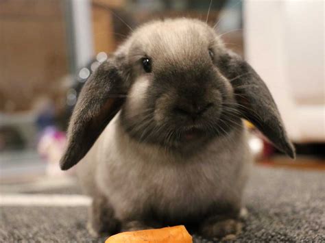 The Mini Lop Rabbit Breed Information Cost Facts Uk Pets