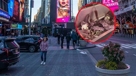 VIDEO Ratas invaden el corazón de Times Square La Silla Rota