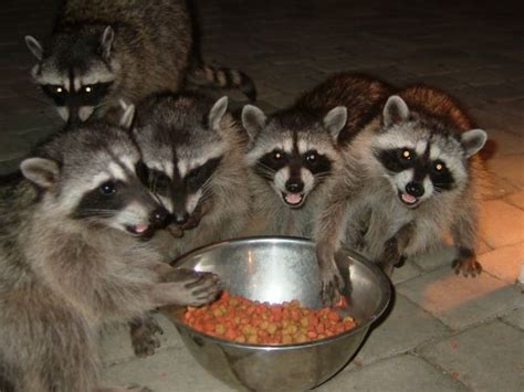 17 Best images about Raccoons Rule on Pinterest | Cats, Bird feeders ...