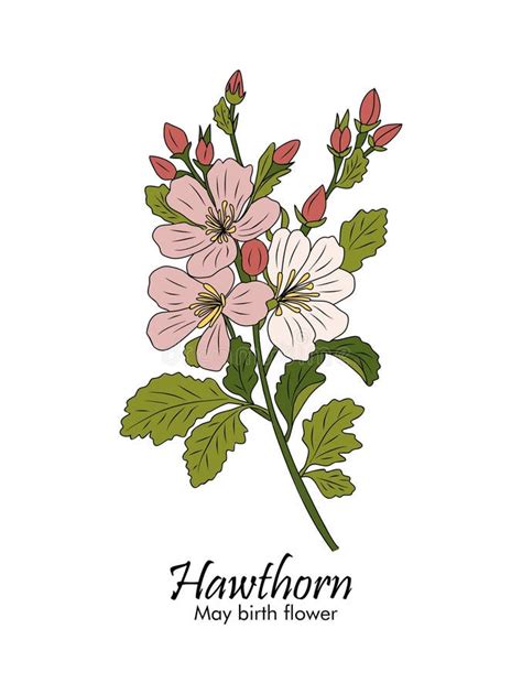 Hawthorn Colored Outline Drawing Vector On White Stock Vector