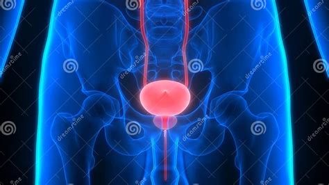 Capacidade Da Bexiga Humana - Anatomia Da Bexiga Do Sistema Urinário Dos órgãos Do Corpo Humano ...