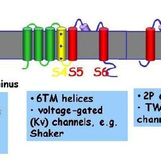 Schematic Diagrams Showing The Topology Of KcsA With The Transmembrane