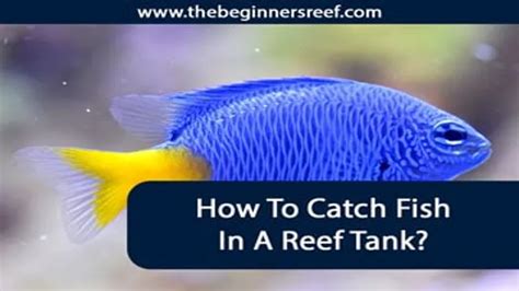 How To Catch A Fish In A Reef Aquarium Tips And Tricks For Successful