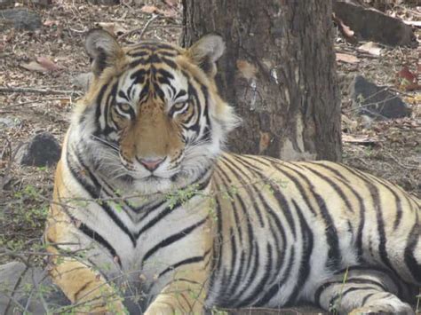 Parque Nacional De Ranthambore Jeep Ou Canter Safari Tour Getyourguide