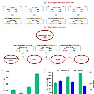 Construction Of The Mutant Strain T Sta By Amplifying The Bgc Of