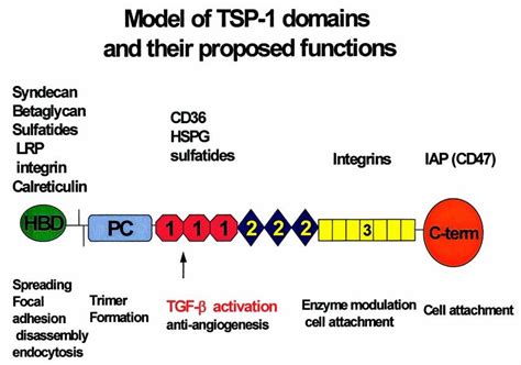 Model Of TSP 1 Monomeric Subunit The Structural And Functional Motifs