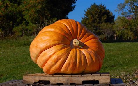 Learn How To Grow Giant Pumpkins