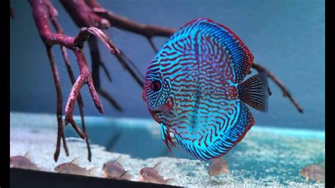 Giant Cobalt Blue Discus In Blue Diamond Discus Tank Best Discus