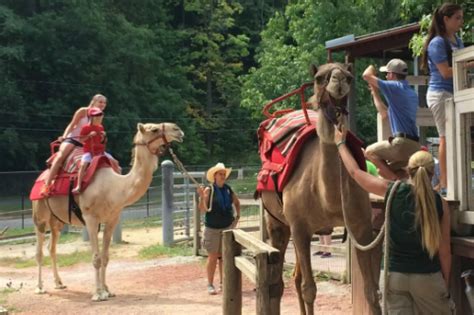 Visiting The Cleveland Zoo With A Toddler