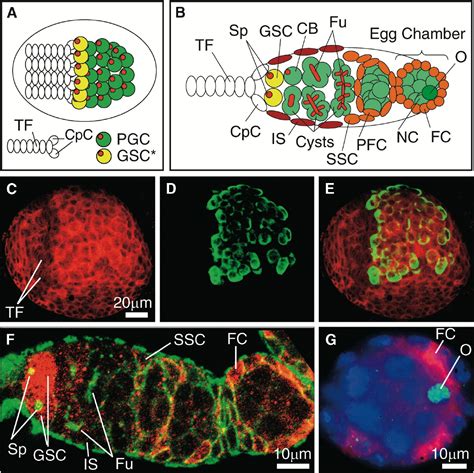 The Division Of Drosophila Germline Stem Cells And Their Precursors