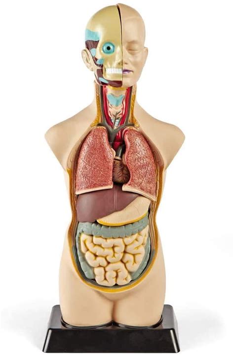 Buy Zamax Study Model Op Human Torso Model Inch Human Body Model