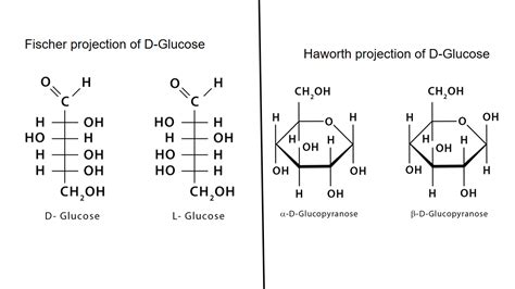 [Solved] Draw D-glucose: (a) Fischer projection (b) Haworth projection ...