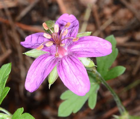 Pineywoods Geranium Plants Of Staunton State Park INaturalist