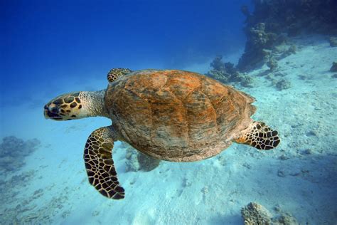 Where Youll Find Sea Turtles Around The World Royal Caribbean Blog