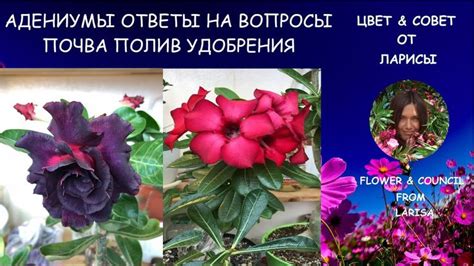 АДЕНИУМЫ КАК Я ЗА НИМИ УХАЖИВАЮ | Адениумы уход в домашних условиях видео