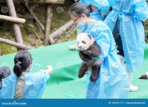 Eleven Baby Pandas First Public Display at Chengdu Research Base of ...