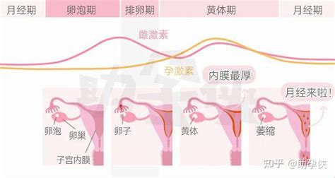 这5种排卵检测，你适合哪一种？ 知乎