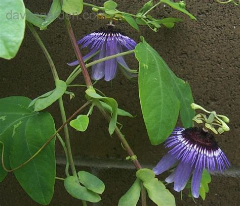 Plantfiles Pictures Passiflora Species Passion Flower Passion Vine Passiflora Amethystina