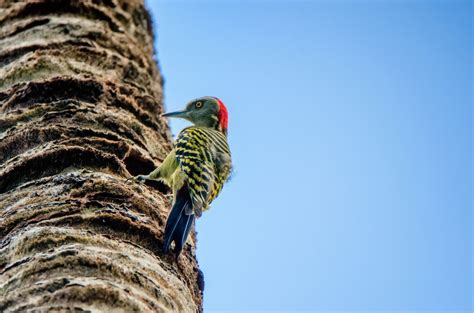 Breathtaking Wildlife in Haiti - Exploring Caribbean