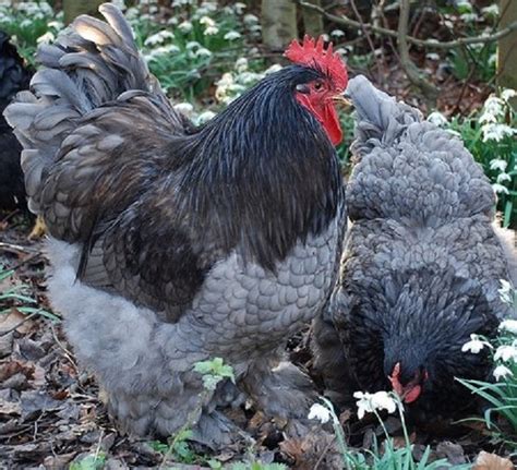 Blue Cochin Bantam Baby Chicks For Sale Cackle Hatchery