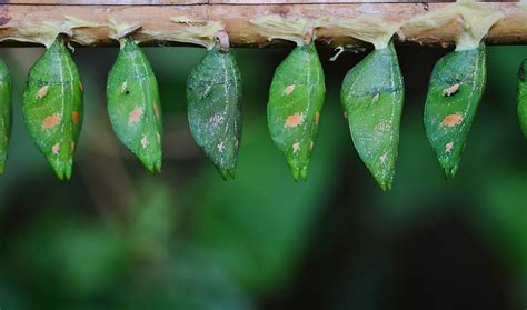 Bildet Tre Natur Gress Gren Anlegg Blad Blomst Gr Nn