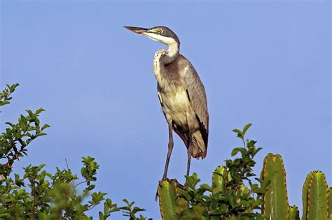 Ardeidae - herons, egrets, bitterns | Wildlife Journal Junior