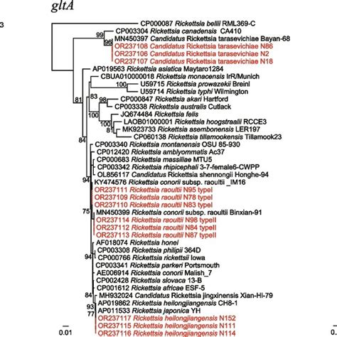 Phylogenetic Trees Based On The Nucleotide Sequences Of 16s Rrna Glta Download Scientific