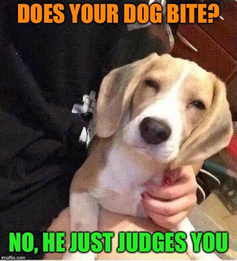 funny dog memes Memes & GIFs - Imgflip