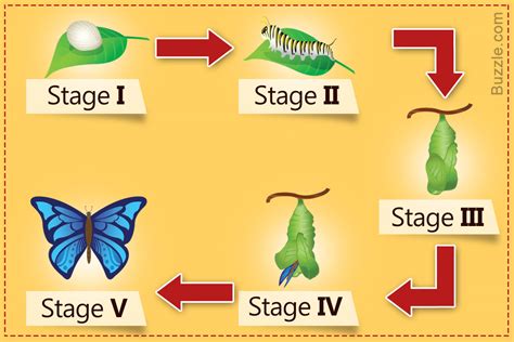 Utterly Fascinating Information About Butterfly Metamorphosis