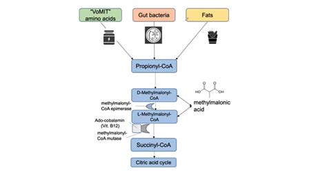 Gene Therapy A Cure For Methylmalonic Acidemia By Victoria Chong Jan 2022 Medium