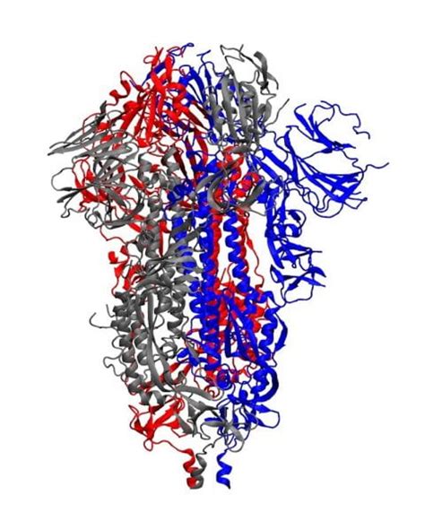 Chemist Developing D Simulations Of Coronavirus Spike Proteins