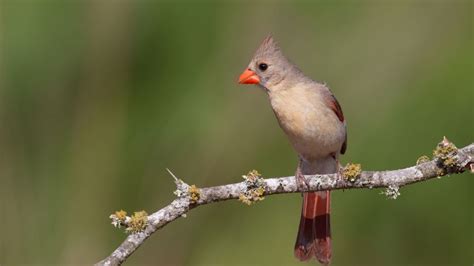 Identifying Caring For A Baby Cardinal Songbirdhub