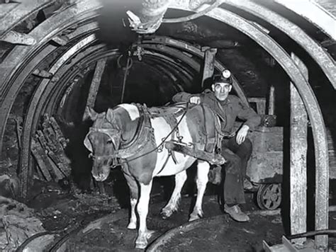 Pit Ponies Hard Workers Of Old Coal Mines Themindcircle