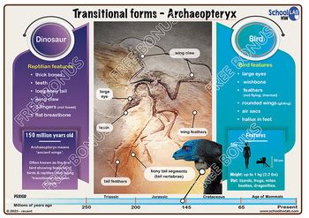 Evidence For Evolution Worksheets Pack By The Flipped Teacher Tpt