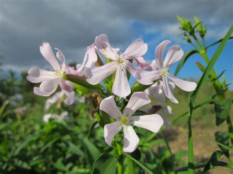 10 Plants That Need A Lot Of Water For Your Garden Global Gardening