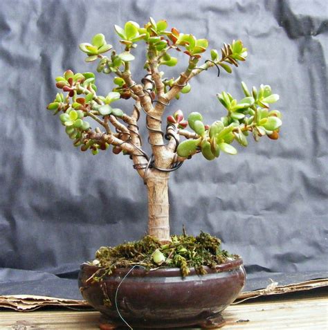 Crassula Ovata Bonsai Pesquisa Google Jade Bonsai Bonsai Tree