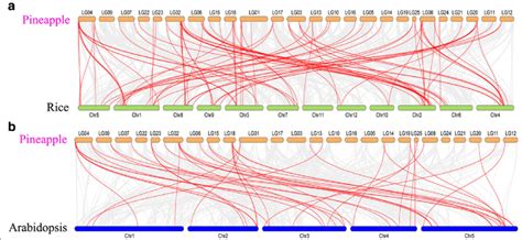 Gene Duplication And Synteny Analysis Of R R Myb Genes Between