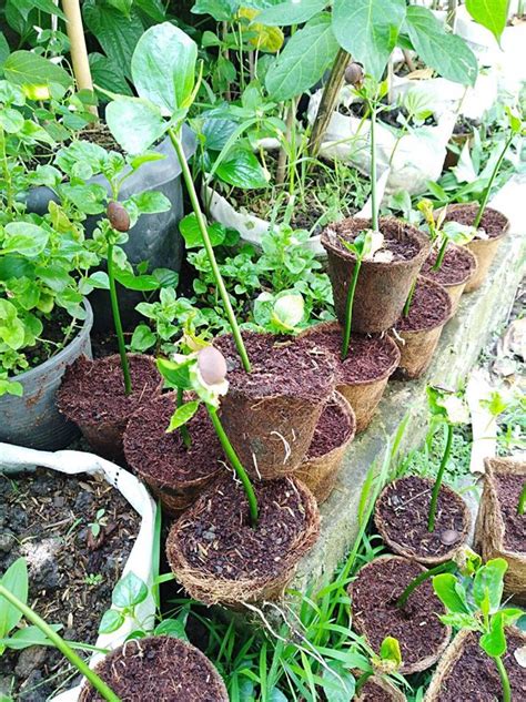 biodegradable transplant pots and Biodegradable pots for seedlings ...