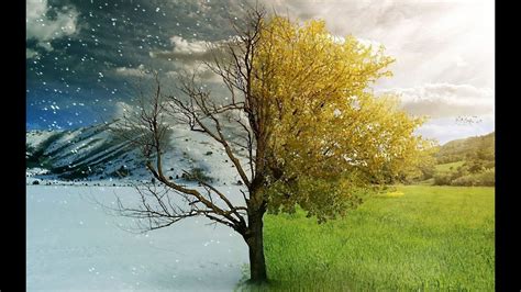 Похожее изображение | Зима, Лето, Дерево