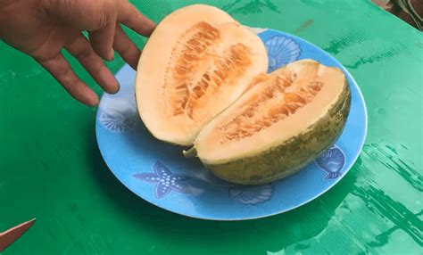 pupuk  tanaman blewah bantu maksimalkan panen