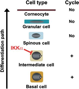 Schematic representation of epidermal development stages. We propose ... 